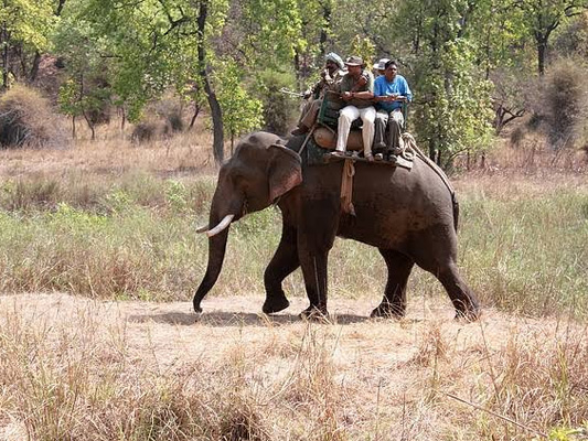 Elephant Safari
