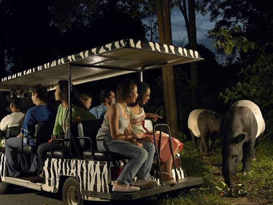 Night Safari